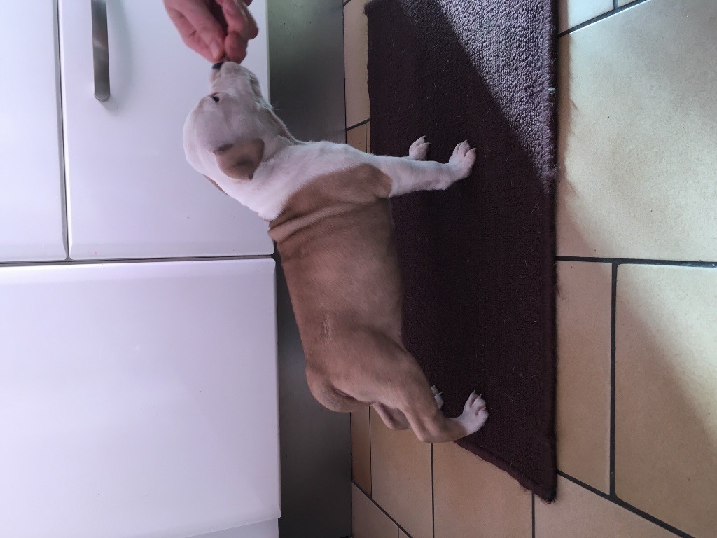 North First Edition - Chiot disponible  - American Staffordshire Terrier